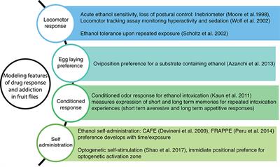 Mechanisms Underlying the Risk to Develop Drug Addiction, Insights From Studies in Drosophila melanogaster